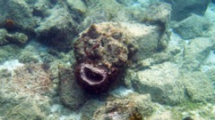 Giant Barrel Sponge